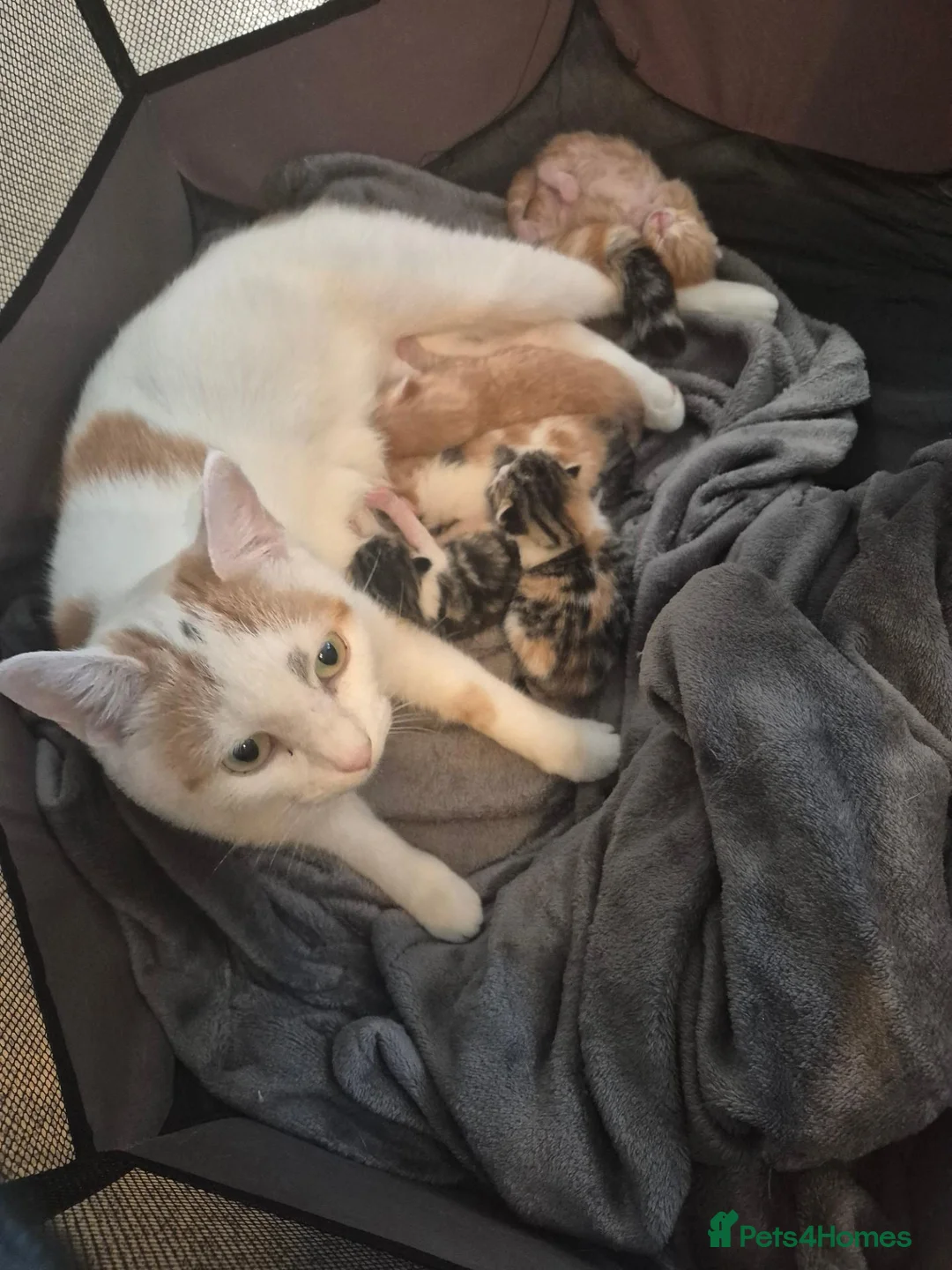 Mixed Breed cats for sale: Kittens 😸 - Advert 1