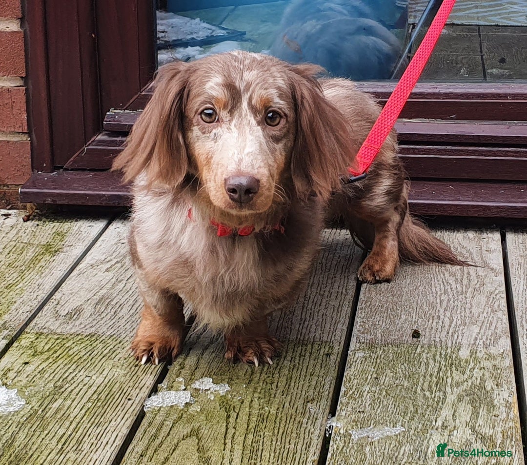 Miniature Dachshund dogs for stud: Kc registered Miniature dachshund in Blackburn - Advert 3