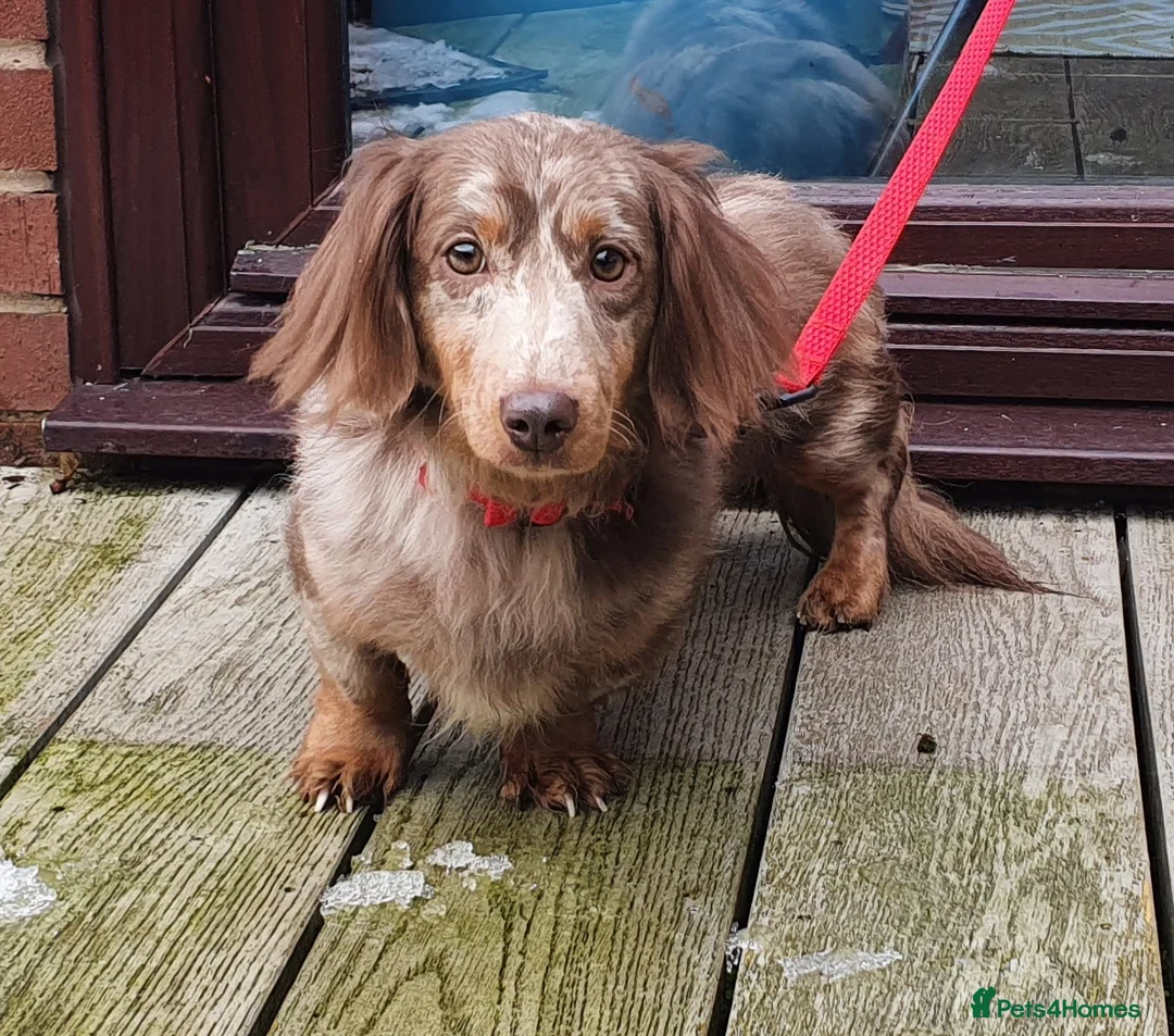 Miniature Dachshund dogs for stud: Kc registered Miniature dachshund in Blackburn - Advert 3
