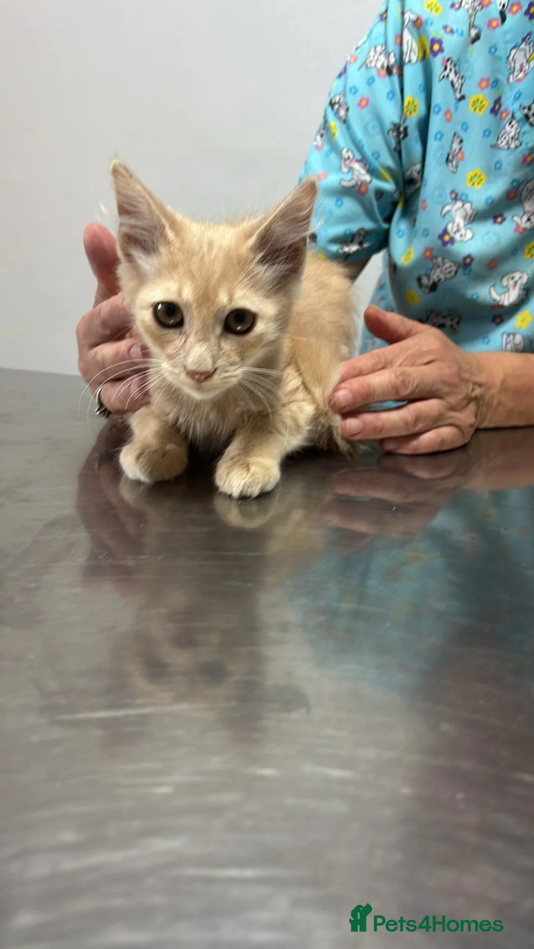Mixed Breed cats for adoption: Rusty for adoption - Advert 2