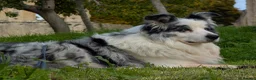 Border Collie dogs for stud: Beautiful Blue Merle looking to Stud him.   - Advert 9