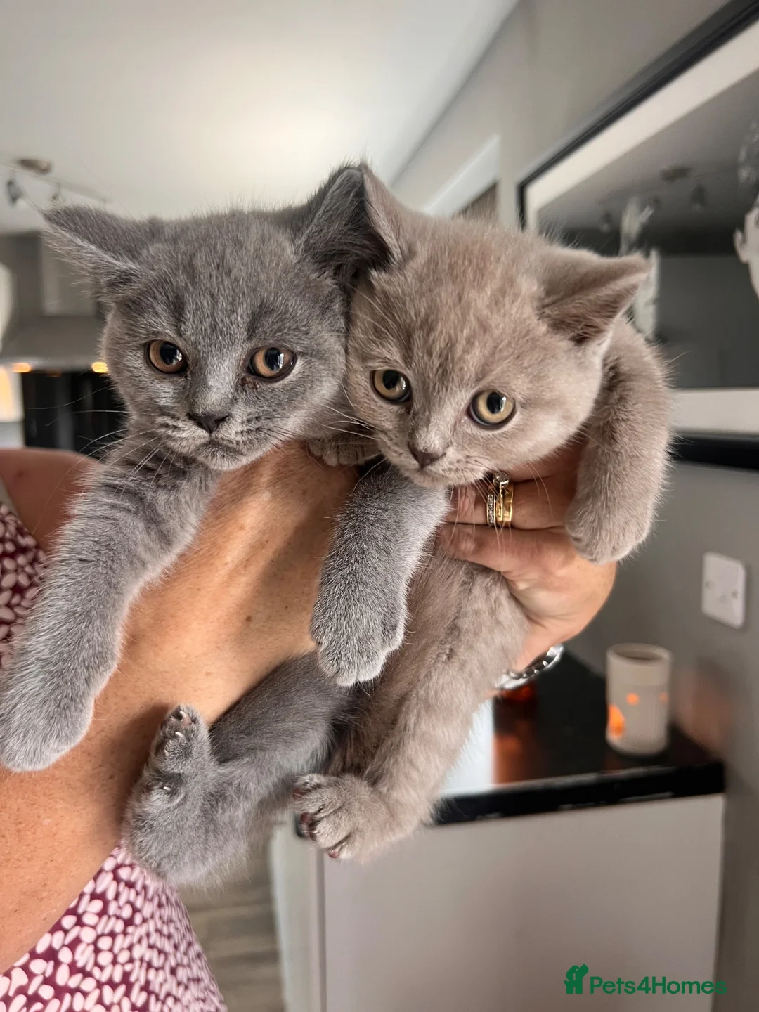 British Shorthair cats for sale: 2 British Shorthair Male in Todmorden - Advert 1