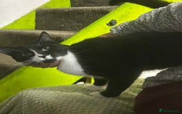 Mixed Breed cats for sale: Tuxedo boy, cat - Advert 3