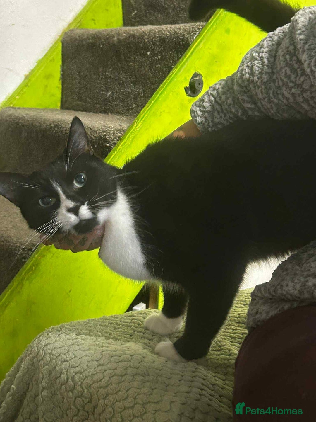 Mixed Breed cats for sale: Tuxedo boy, cat - Advert 3