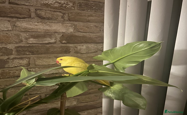 Budgerigars birds - Advert 11