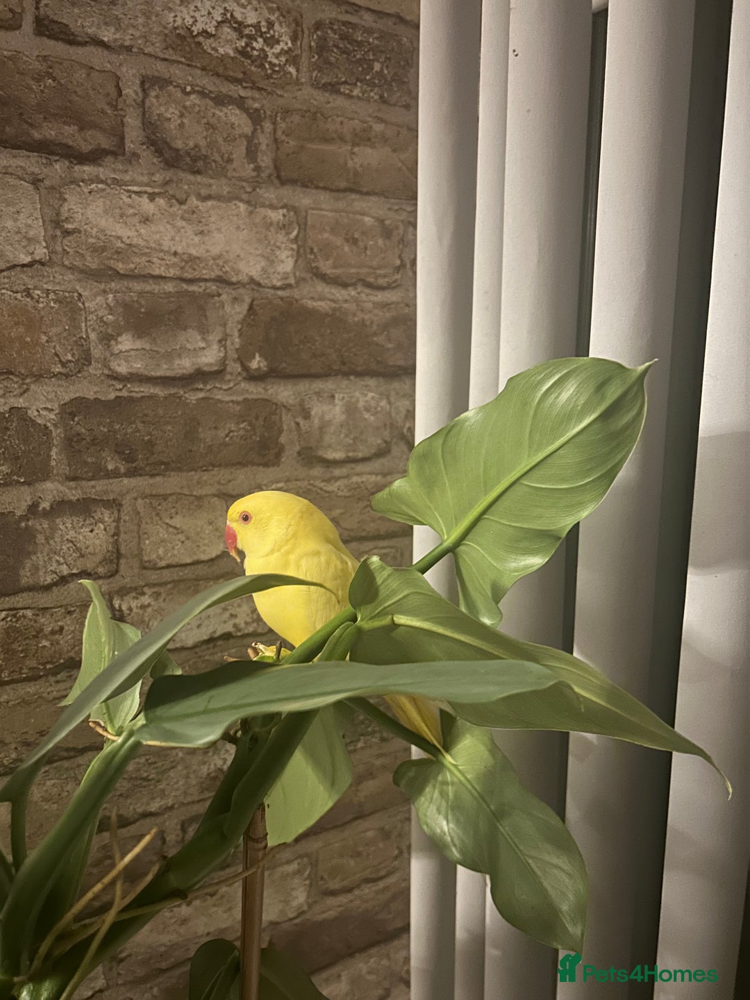 Budgerigars birds for sale: Male Yellow Indian Ringneck for sale!!  - Image 1