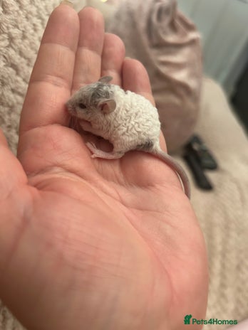 Mouse rodents for sale in Braintree - Advert 2