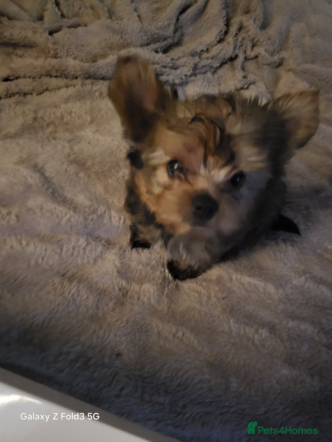 Yorkshire Terrier dogs for sale: Yorkie  - Advert 2
