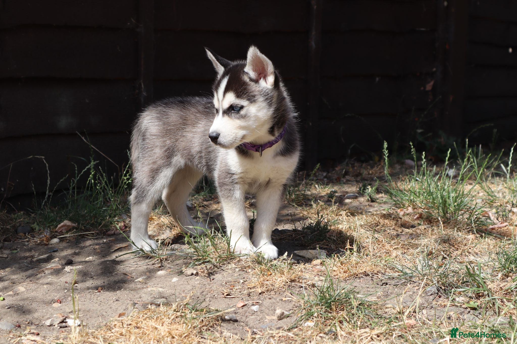 Siberian Husky dogs 7Purebred Huskies puppies DNA health testedParents - Advert 3