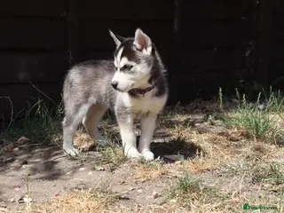 Siberian Husky dogs 7Purebred Huskies puppies DNA health testedParents - Advert 2