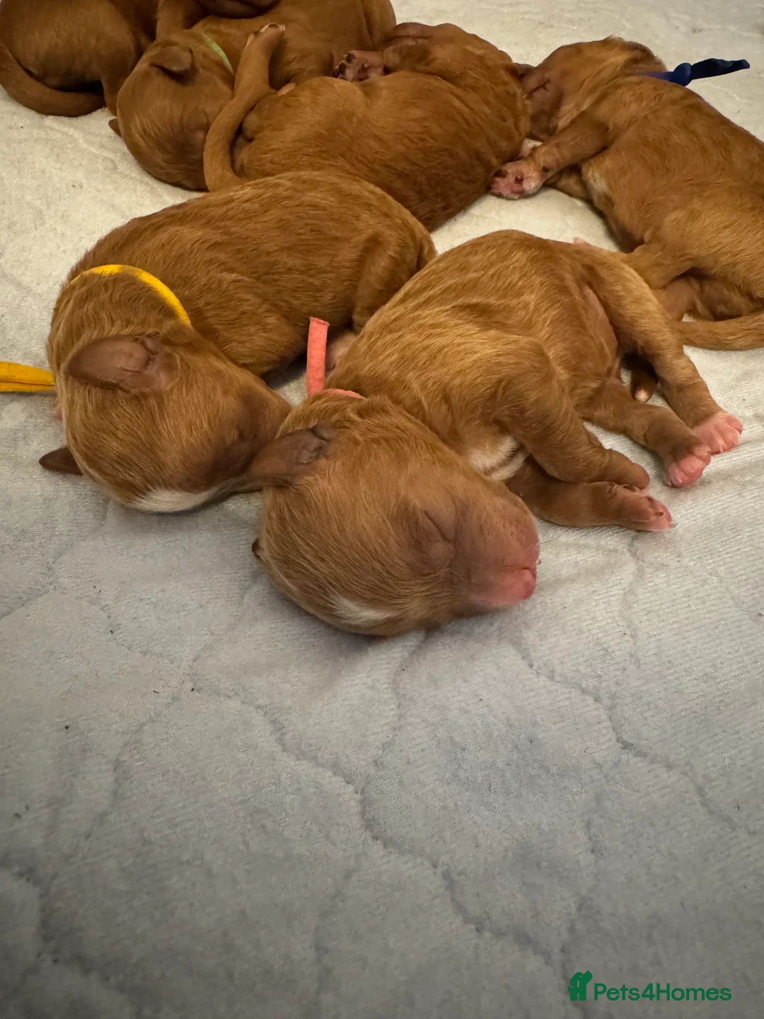 Australian Labradoodle dogs for sale: Australian Labradoodle puppies  - Advert 1