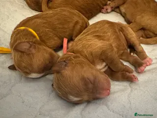 Australian Labradoodle dogs Australian Labradoodle puppies - Advert 1