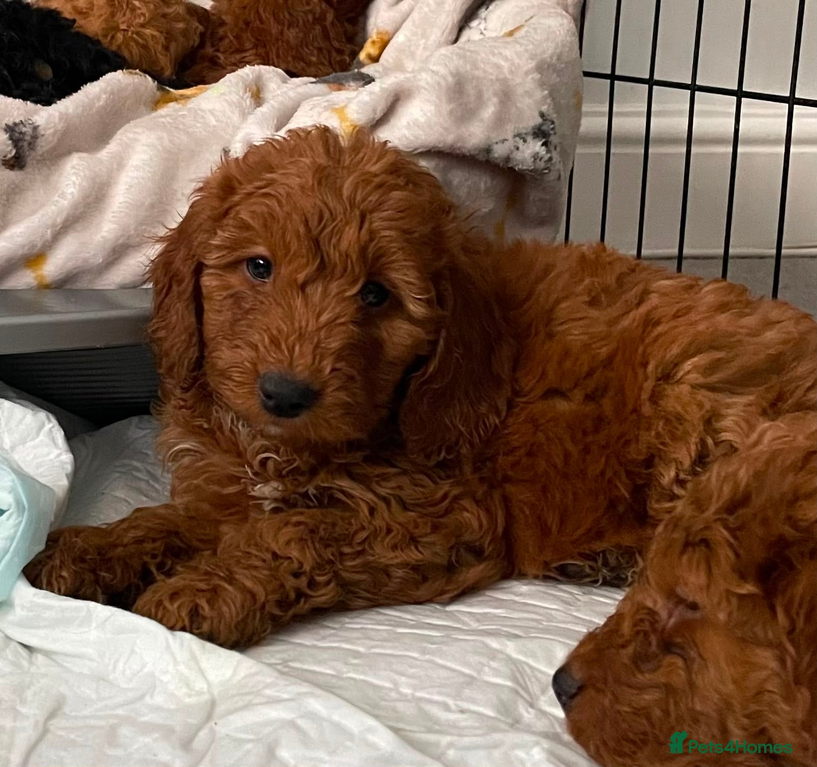 Cockapoo dogs STUNNING HEALTH CLEAR COCKAPOO PUPPIES  - Advert 1
