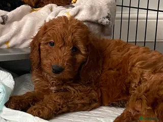 Cockapoo dogs STUNNING HEALTH CLEAR COCKAPOO PUPPIES - Advert 1