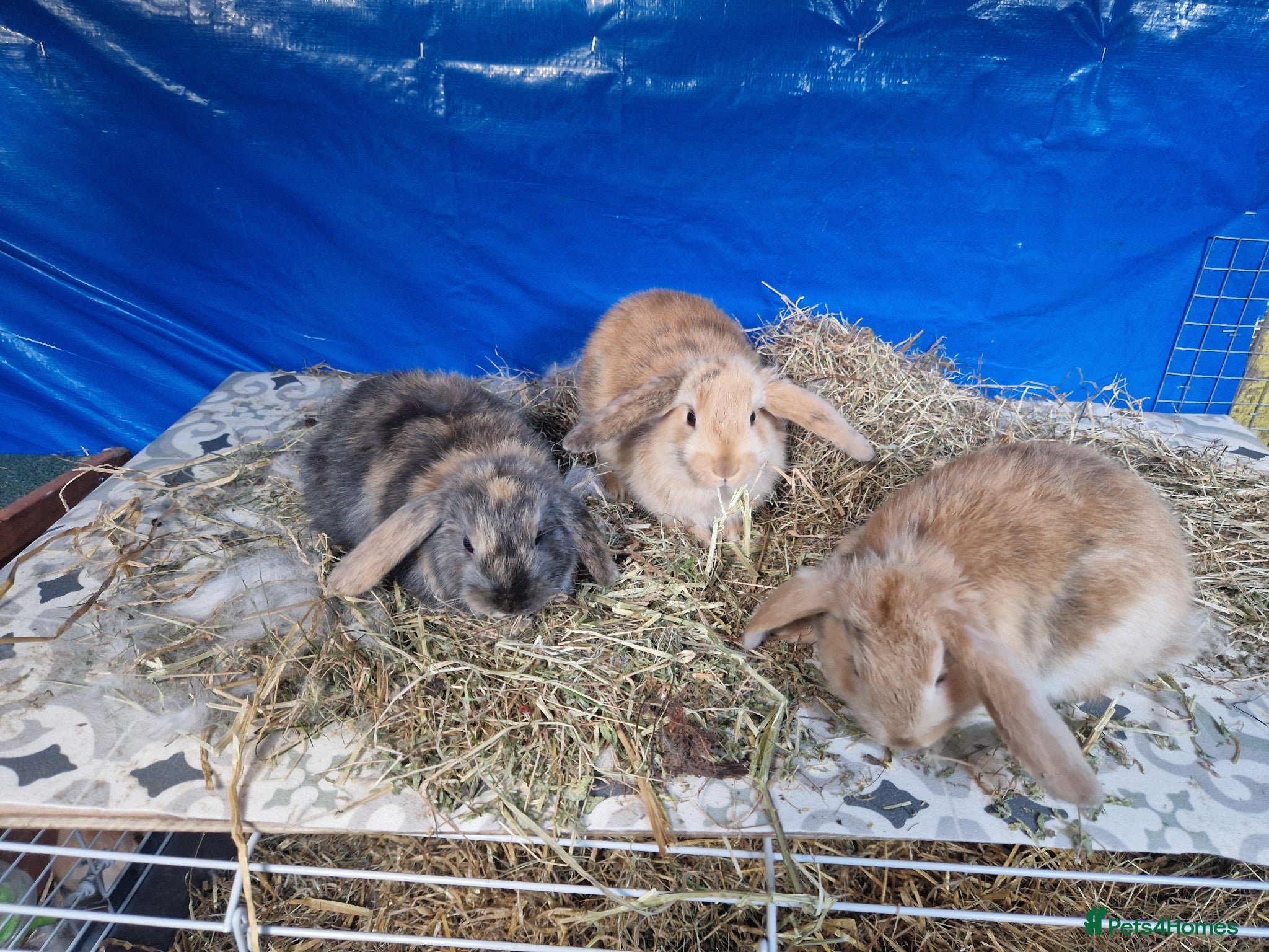Dwarf Lop rabbits Dwarf Lops  - Advert 8