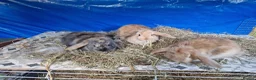 Dwarf Lop rabbits for sale: Dwarf Lops  - Advert 1