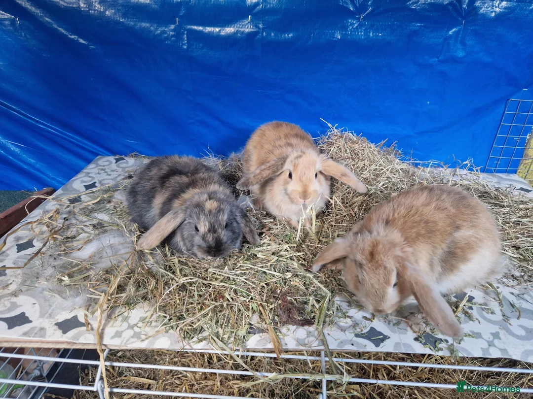Dwarf Lop rabbits for sale: Dwarf Lops  - Advert 1