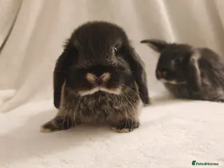 Mini Lop rabbits Beautiful Mini Lop Babies - Advert 17