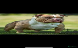 American Bully dogs for sale: American Pocket Bully (3 Generations).  - Image 4