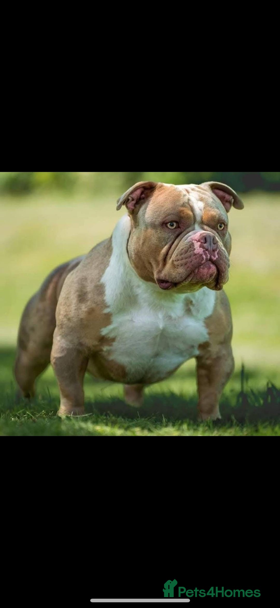 American Bully dogs for sale: American Pocket Bully (3 Generations).  - Image 4