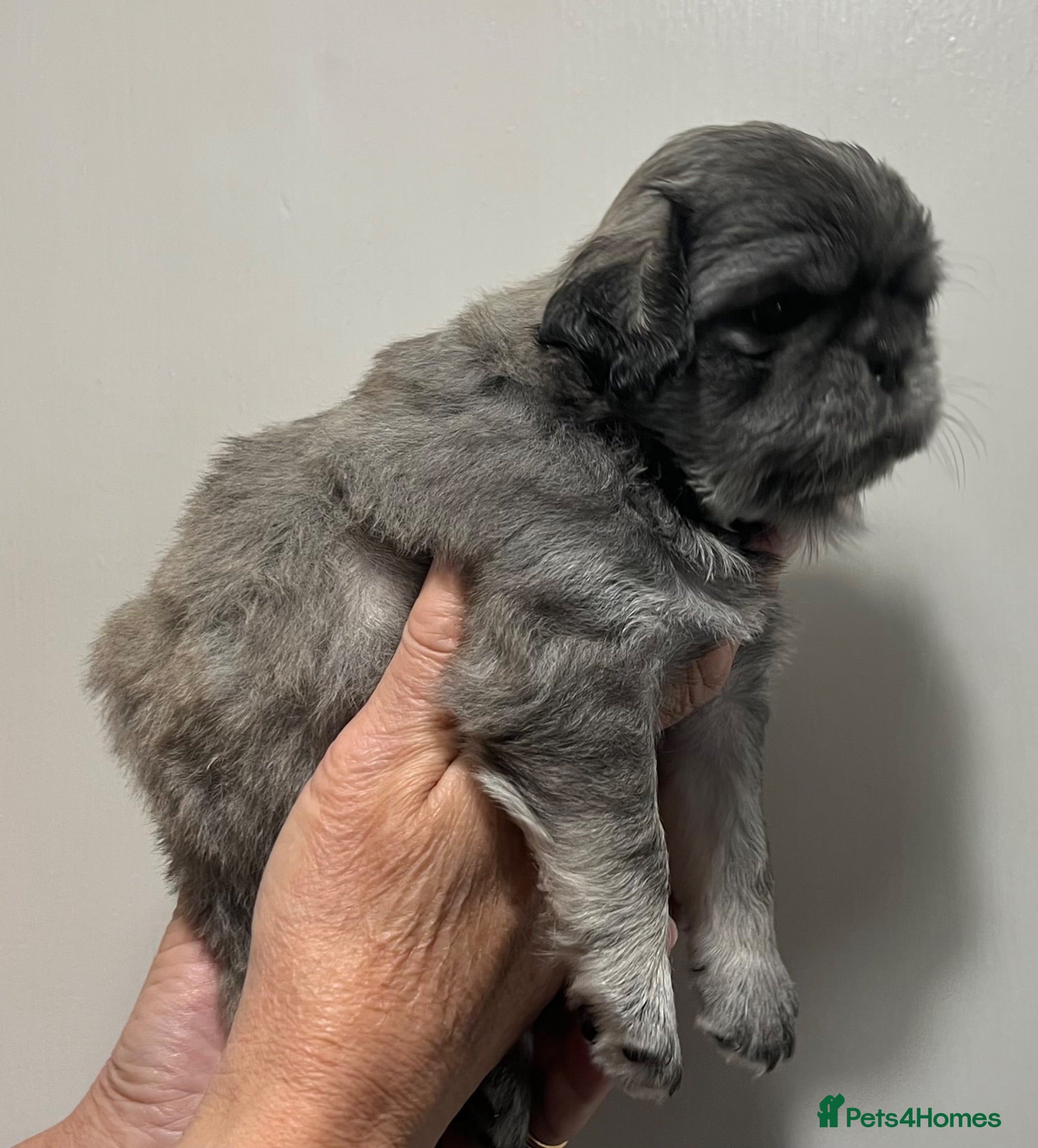 Pug dogs Fluffy teddy bear pugs husky markings KC Reg  - Advert 2