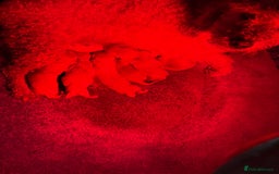 Cavapoo dogs for sale: Beautiful Cavapoo Pups  - Image 9