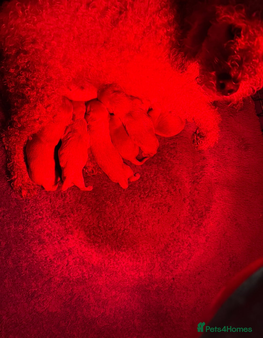 Cavapoo dogs for sale: Beautiful Cavapoo Pups  - Image 9