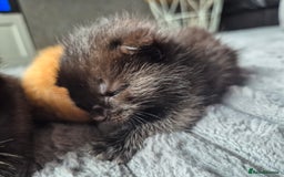 British Shorthair cats for sale: Adorable kittens for sale - Image 4