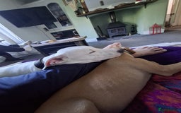 Mixed Breed dogs for sale: bull lurcher  - Image 7
