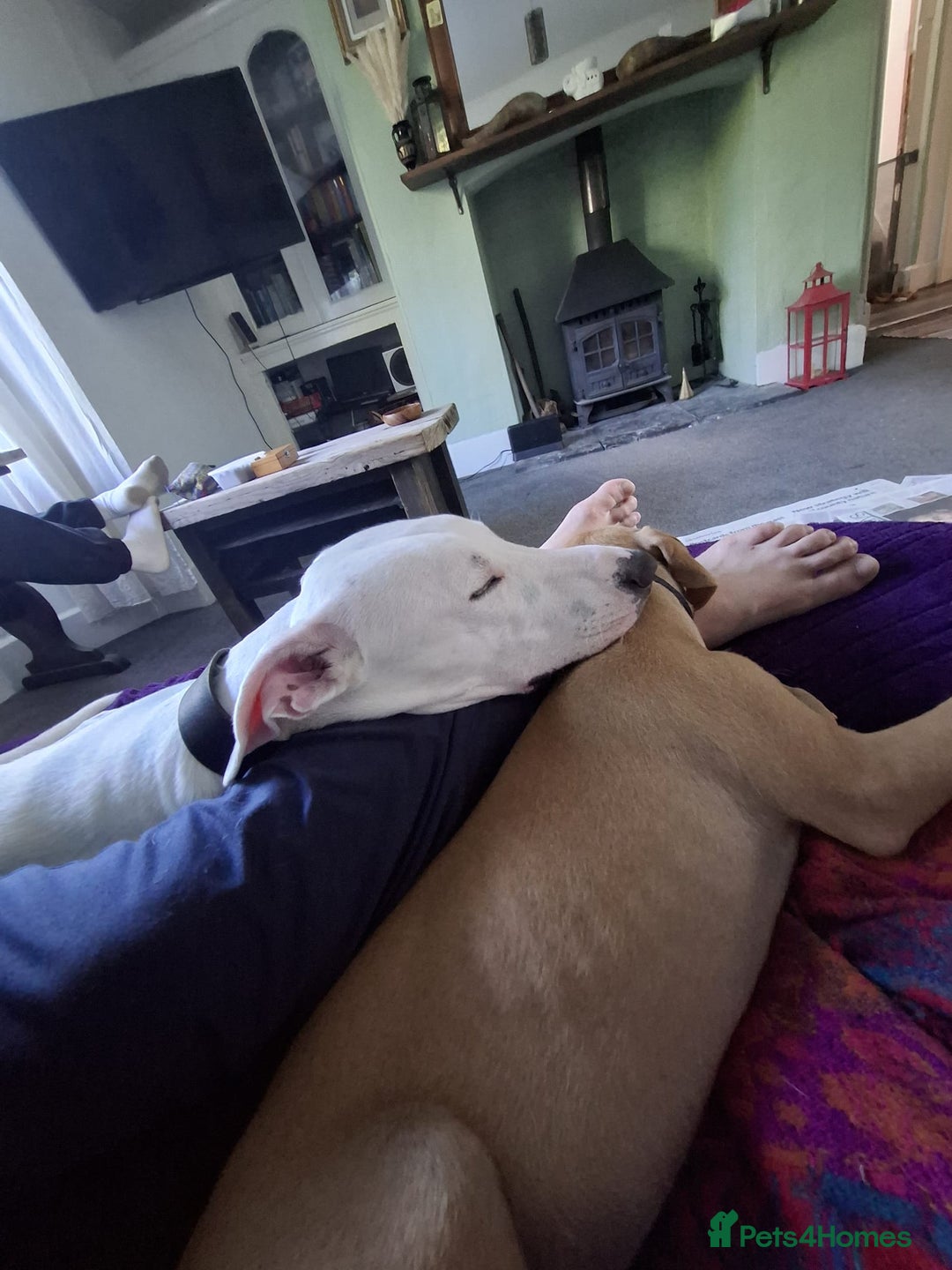 Mixed Breed dogs for sale: bull lurcher  - Image 7