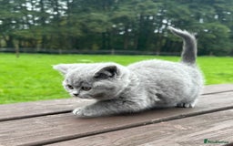 British Shorthair cats for sale: 2 left ready for new home this Saturday  - Advert 7