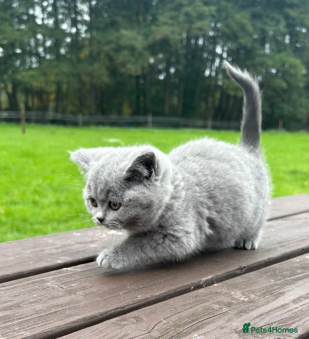 British Shorthair cats for sale: 2 left ready for new home this Saturday  - Advert 7