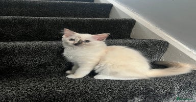 Ragdoll cats - Advert 8
