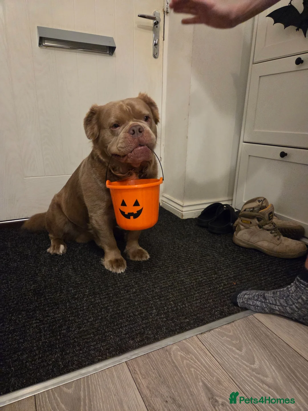Olde English Bulldogge dogs for stud: Visual Fluffy Lilac Olde English Bulldog FOR STUD - Advert 5