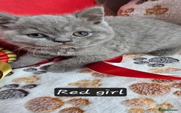 British Shorthair cats for sale: British short hair kittens - Advert 24