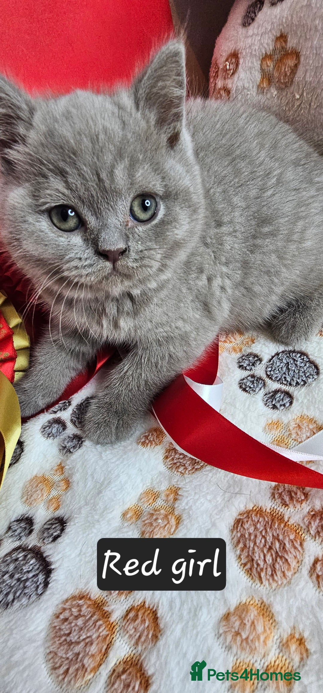 British Shorthair cats for sale: British short hair kittens - Advert 24
