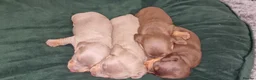 Dachshund dogs for sale: Miniature dachshund puppies ONLY 1 LEFT. - Advert 12