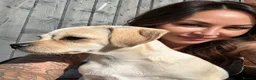 Mixed Breed dogs for sale: Extremely Reluctant Sale, Gorgeous Loving Pup - Advert 5