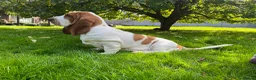 Basset Hound dogs for sale: Basset hound amazing couple  - Advert 20
