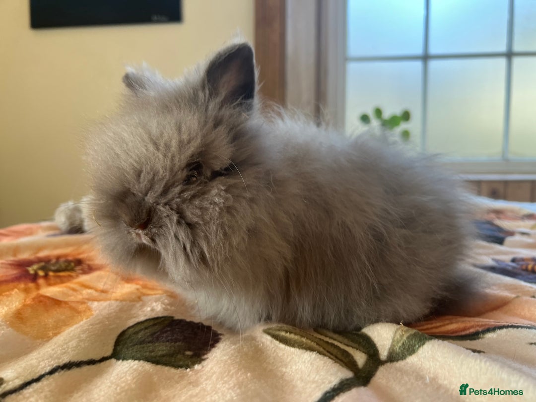 Lionhead rabbits for sale: Two beautiful lion head girls  - Advert 5