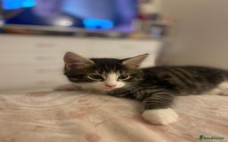 Mixed Breed cats for sale: 4 beautiful kittens for sale , 3 boys 1 girl  - Image 8