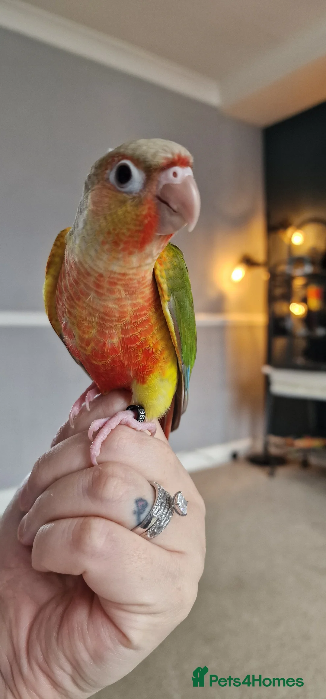 Conures birds for sale: Beautiful fully hand reared conure baby's  - Advert 34