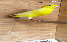 Canaries birds for sale: Irish canary hen  - Image 3