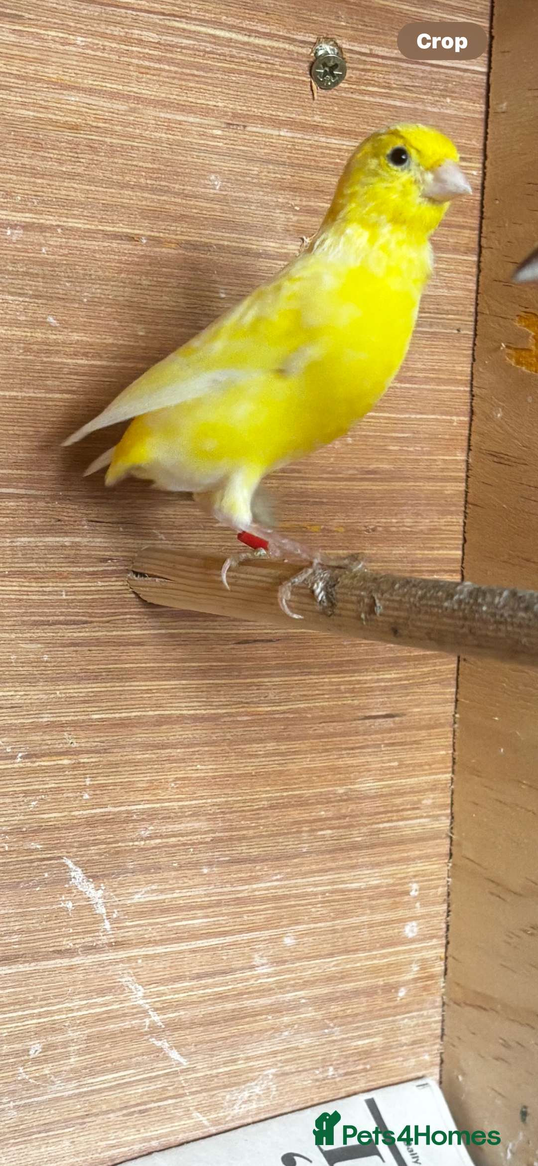 Canaries birds for sale: Irish canary hen  - Image 3