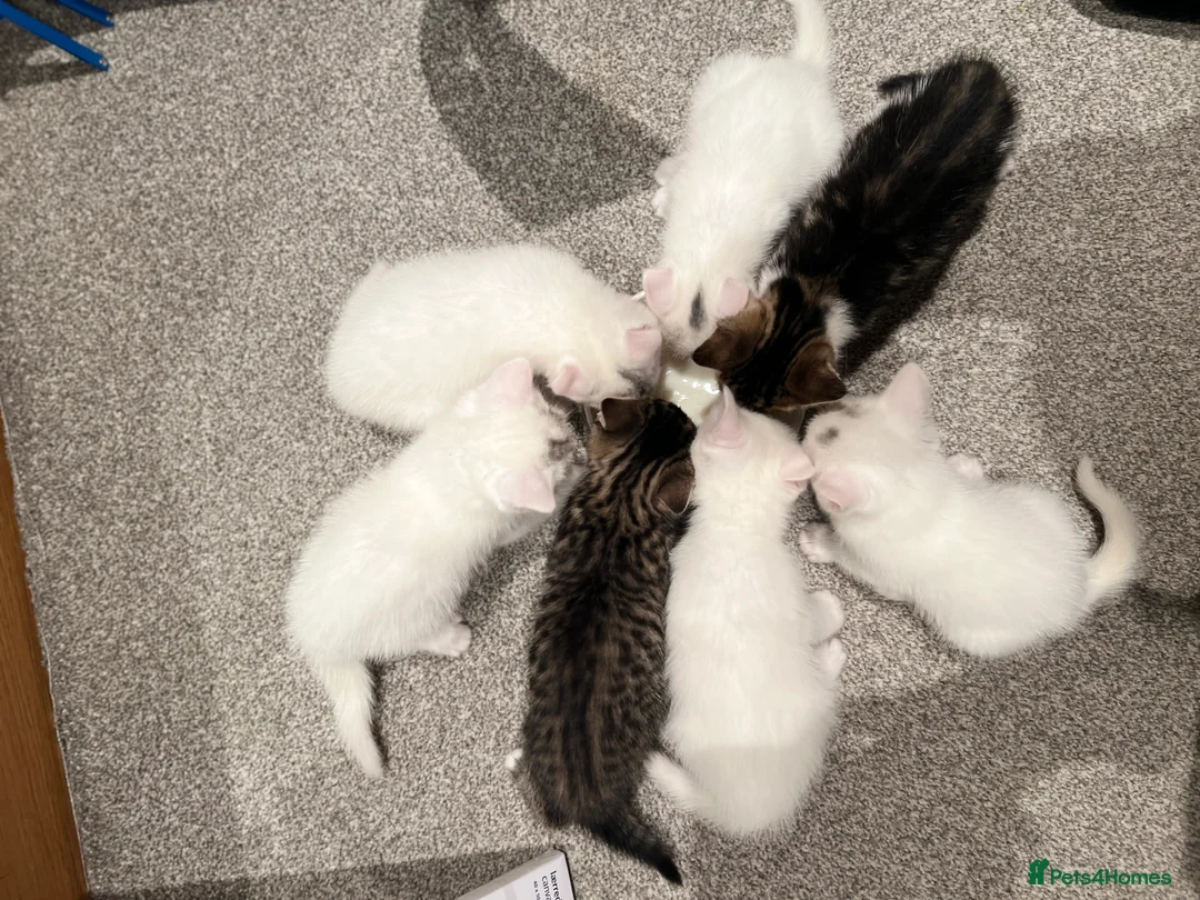 Turkish Angora cats for sale: Turkish angora kittens - Advert 13