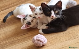 Mixed Breed cats for sale: Bengal x British Short Hair Kitten  - Image 5