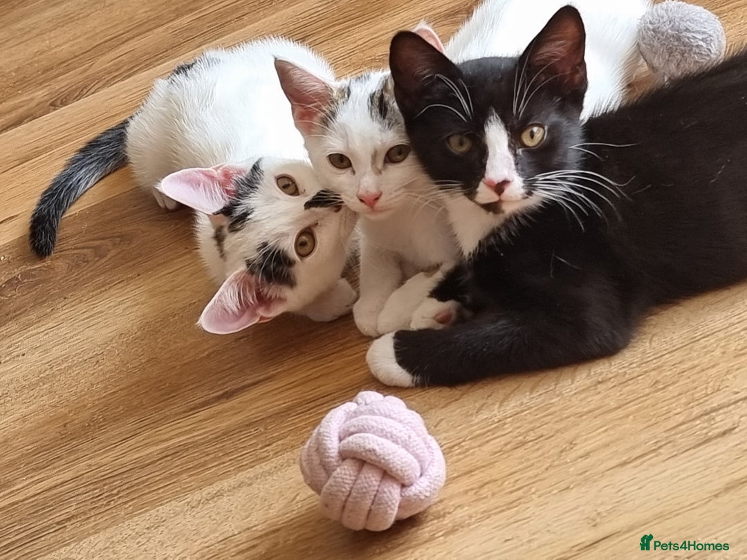 Mixed Breed cats for sale: Bengal x British Short Hair Kitten  - Image 5