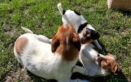 Jack Russell dogs for sale: Pure Jack Russell puppies - Image 20