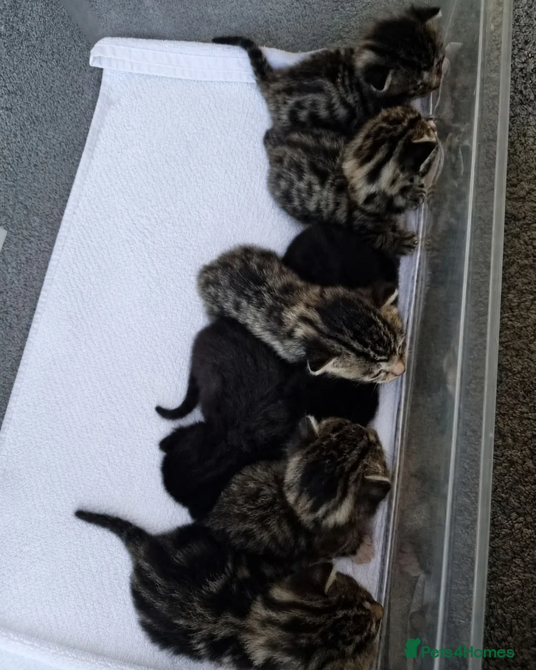 Bengal cats for sale: Bengal Kittens  in Skelmersdale - Advert 1