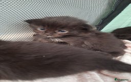 Ragdoll cats for sale: Ragdoll x Norwegian Forest x DHC - Image 11